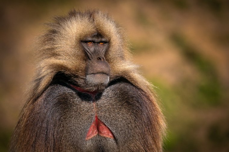 158 Simien Mountains, gelada.jpg